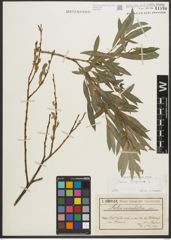 Foto von Salix purpurea L.